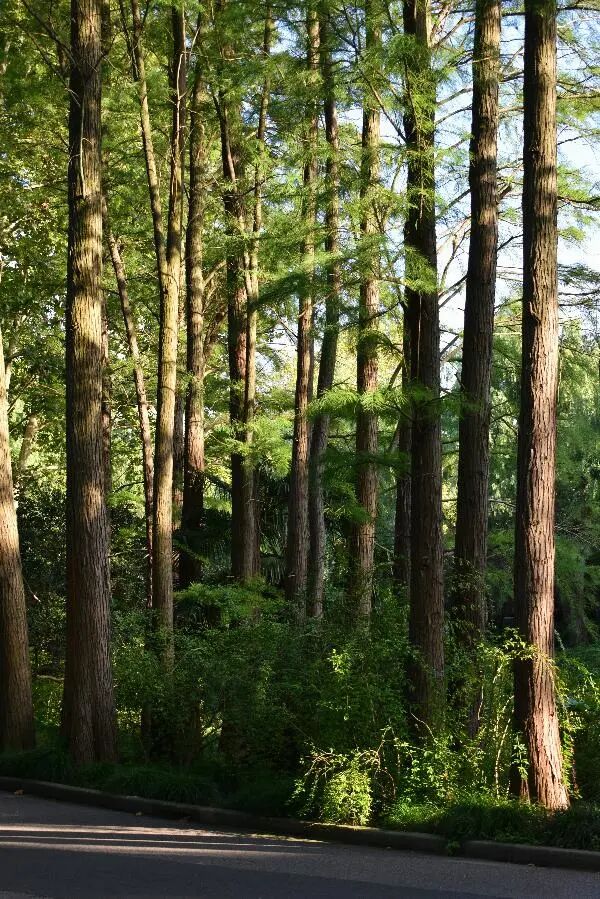 國慶中秋雙節(jié)出行安全提示_國慶節(jié)高速免費(fèi)通行時間_出行提示